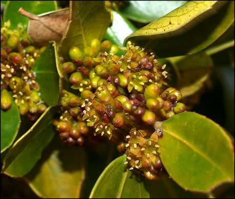 Rhamnus alaternus 17