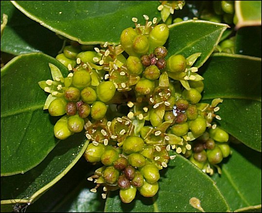 Rhamnus alaternus 18