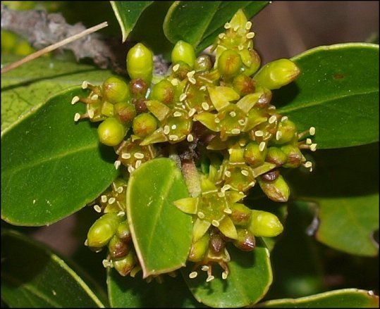 Rhamnus alaternus 19
