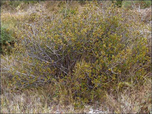Rhamnus alaternus 2