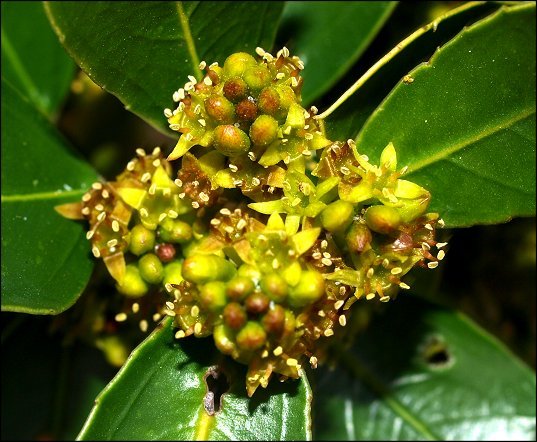 Rhamnus alaternus 20