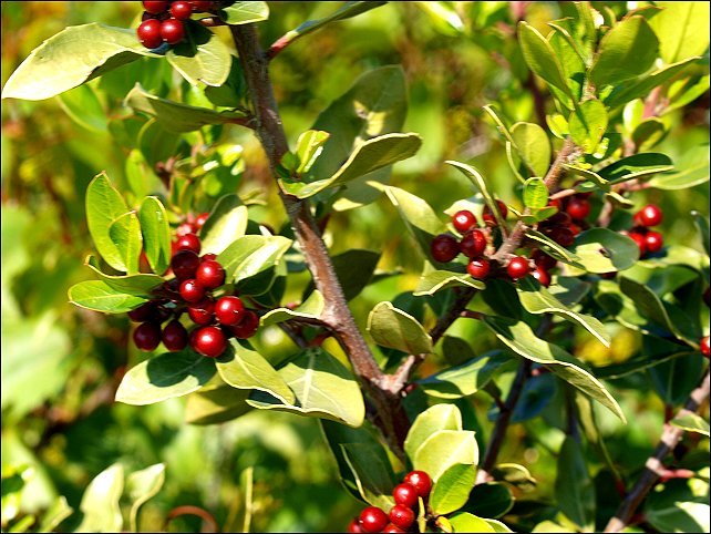 Rhamnus alaternus 21