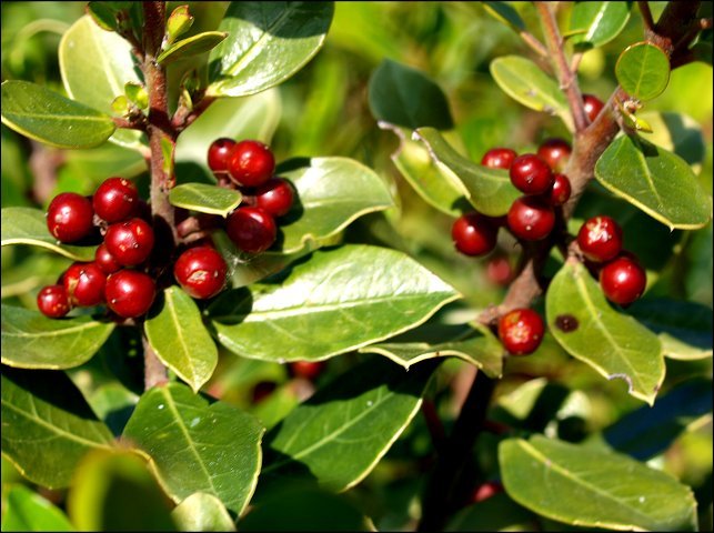 Rhamnus alaternus 22