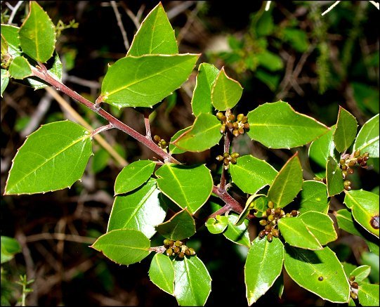 Rhamnus alaternus 3