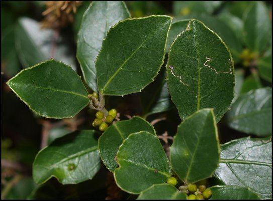 Rhamnus alaternus 4