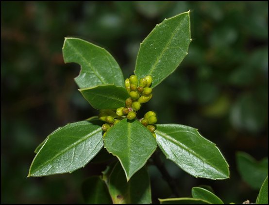 Rhamnus alaternus 5