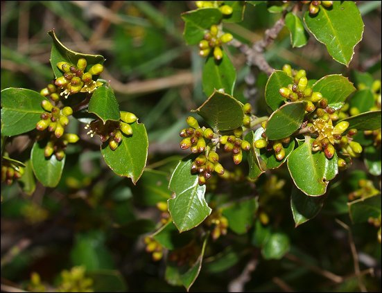Rhamnus alaternus 6
