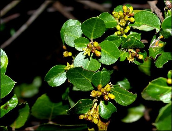 Rhamnus alaternus 7