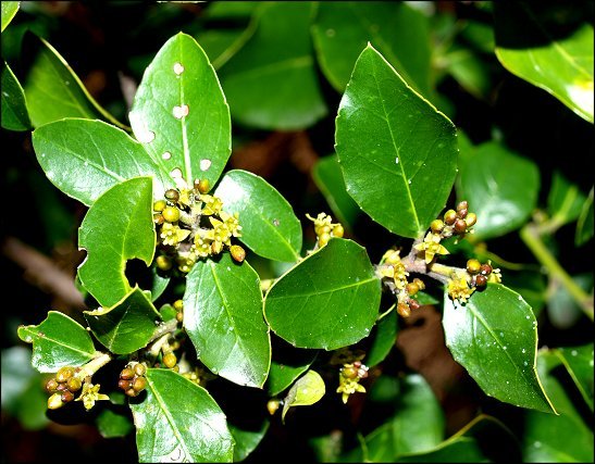 Rhamnus alaternus 9