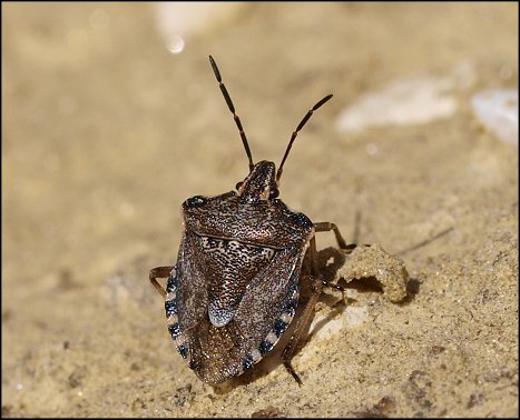 Raphigaster nebulosa 5