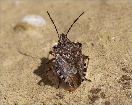 Rhaphigaster nebulosa 6