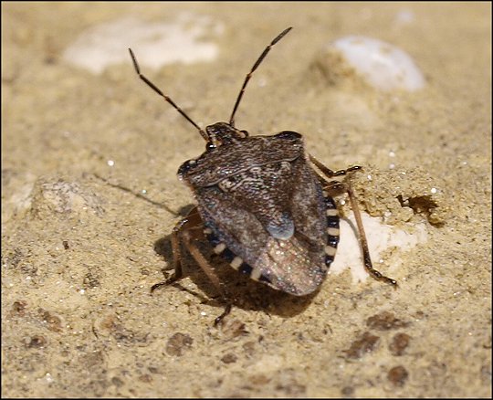 Raphigaster nebulosa 7