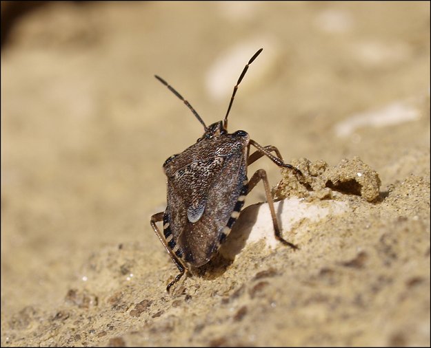 Raphigaster nebulosa 8