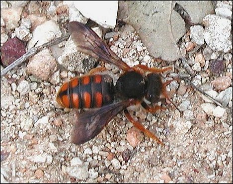 Rhodanthidium sticticum 1