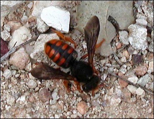 Rhodanthidium sticticum 2