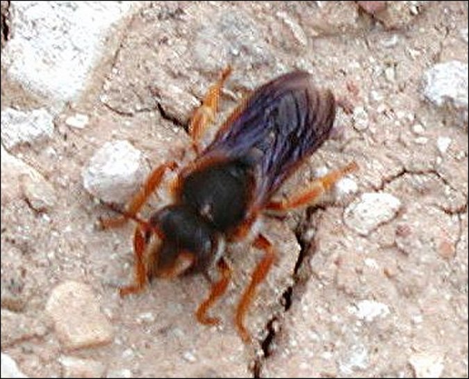 Rhodanthidium sticticum 3