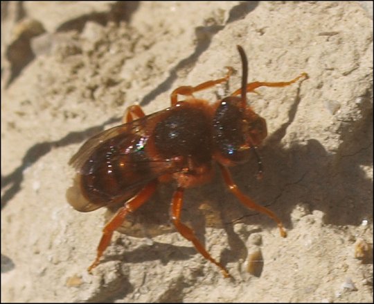 Rhodanthidium sticticum 4