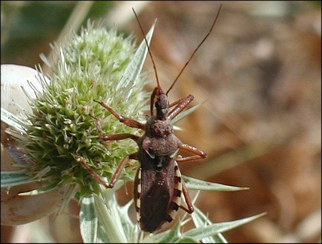 Rhynocoris erythropus 1