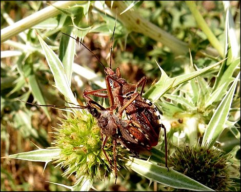 Rhynocoris erythropus 10