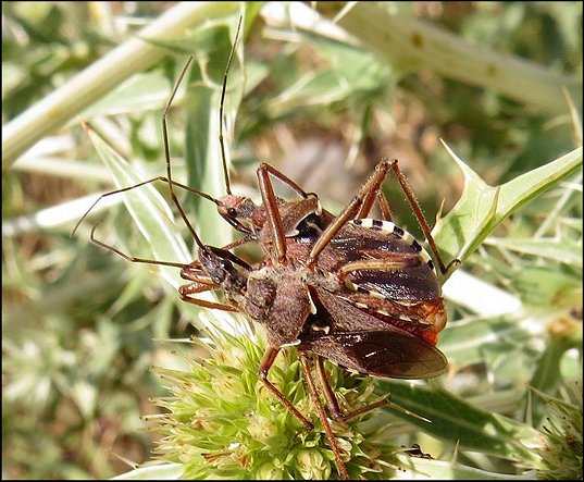Rhynocoris erythropus 11