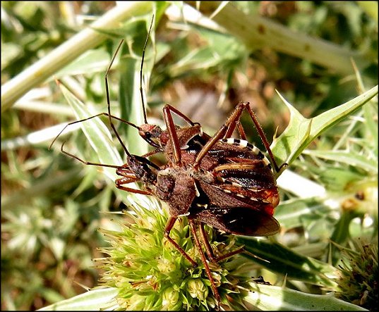 Rhynocoris erythropus 12