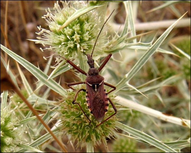 Rhynocoris erythropus 13