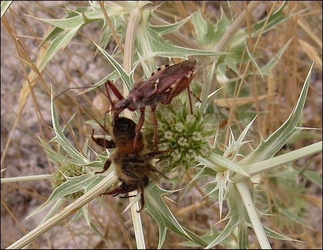 Rhynocoris erythropus 14