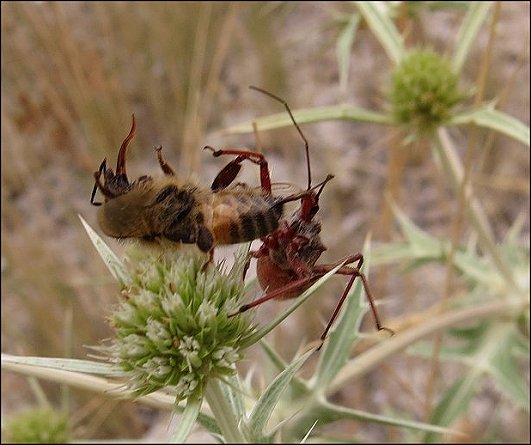 Rhynocoris erythropus 16