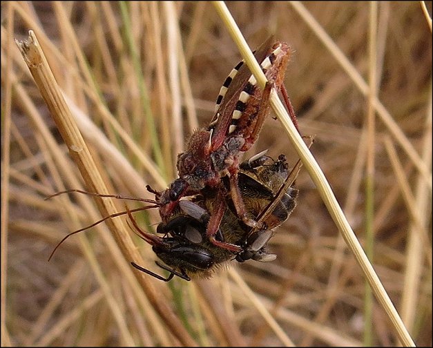 Rhynocoris erythropus 16