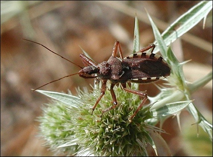 Rhynocoris erythropus 2