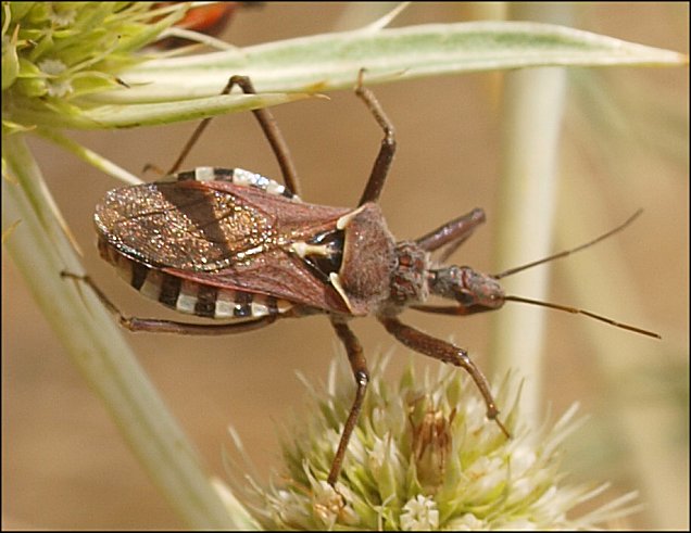 Rhynocoris erythropus 3