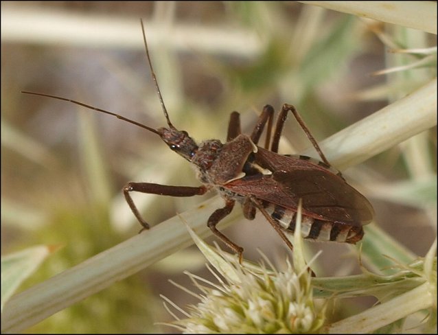 Rhynocoris erythropus 4