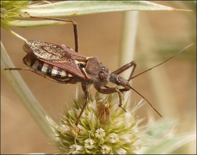 Rhynocoris erythropus 5