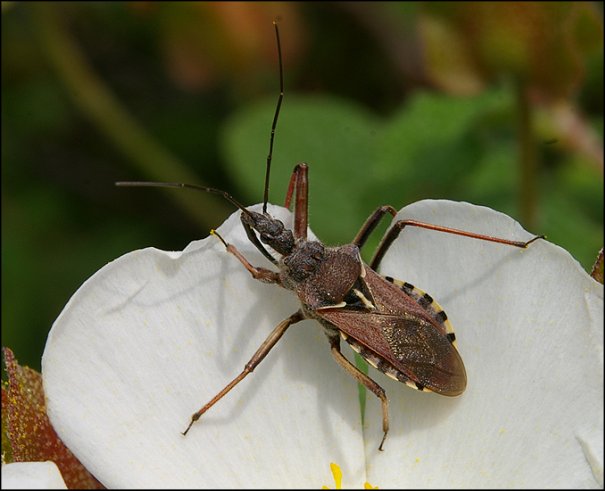 Rhynocoris erythropus 6