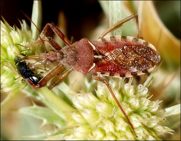 Rhynocoris erythropus 7