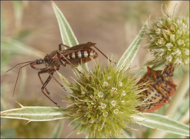 Rhynocoris erythropus 8