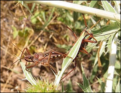 Rhynocoris erythropus 9