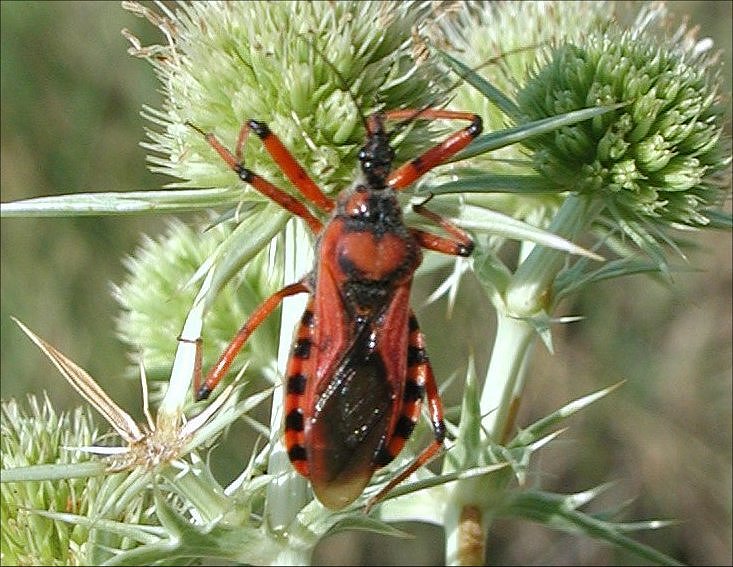 Rhynocoris iracundus 1