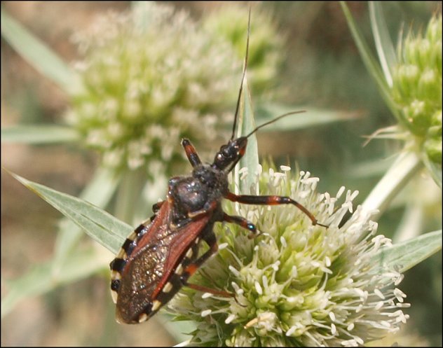 Rhynocoris iracundus 10