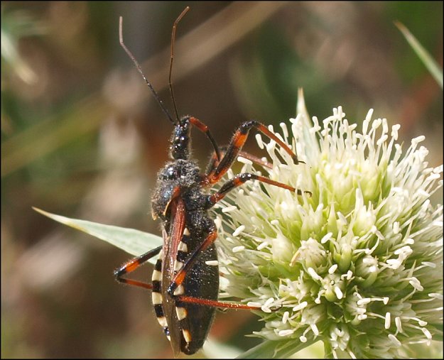 Rhynocoris iracundus 11