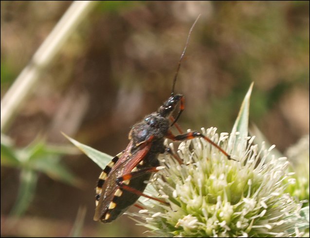 Rhynocoris iracundus 12