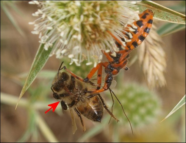 Rhynocoris iracundus 14