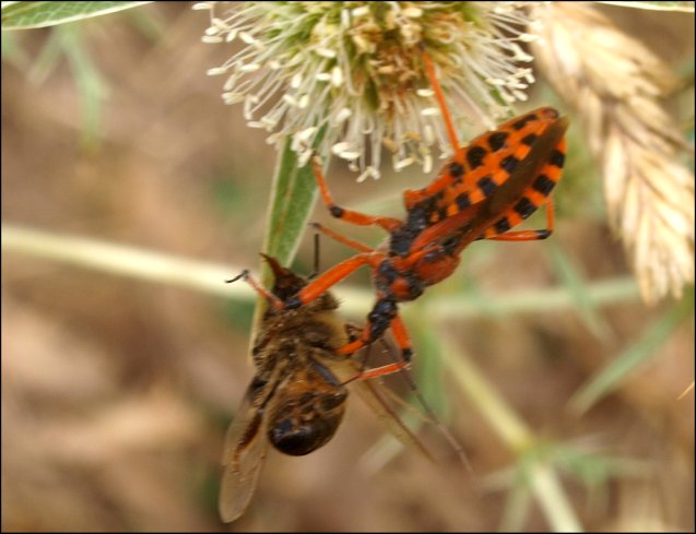 Rhynocoris iracundus 15