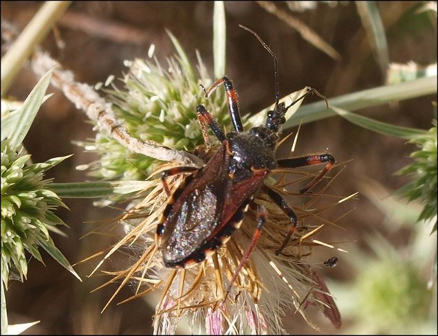 Rhynocoris iracundus 16