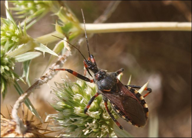 Rhynocoris iracundus 17