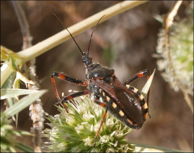 Rhynocoris iracundus 18