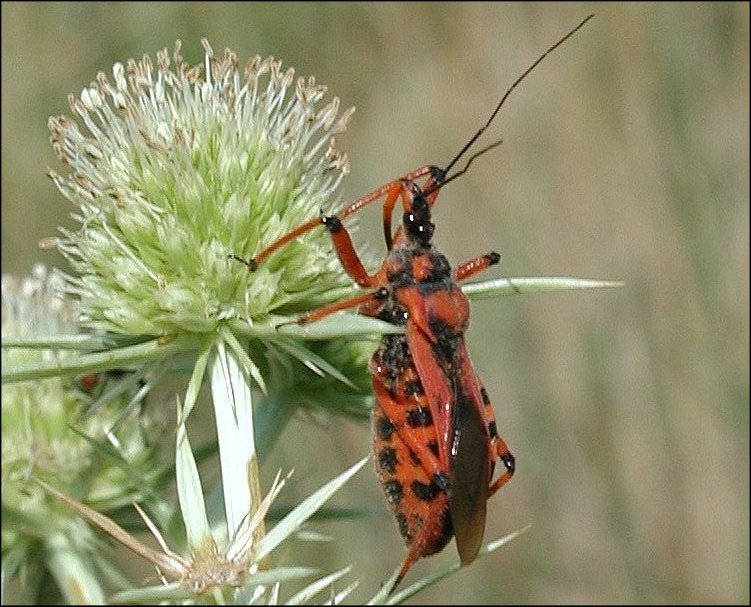 Rhynocoris iracundus 2