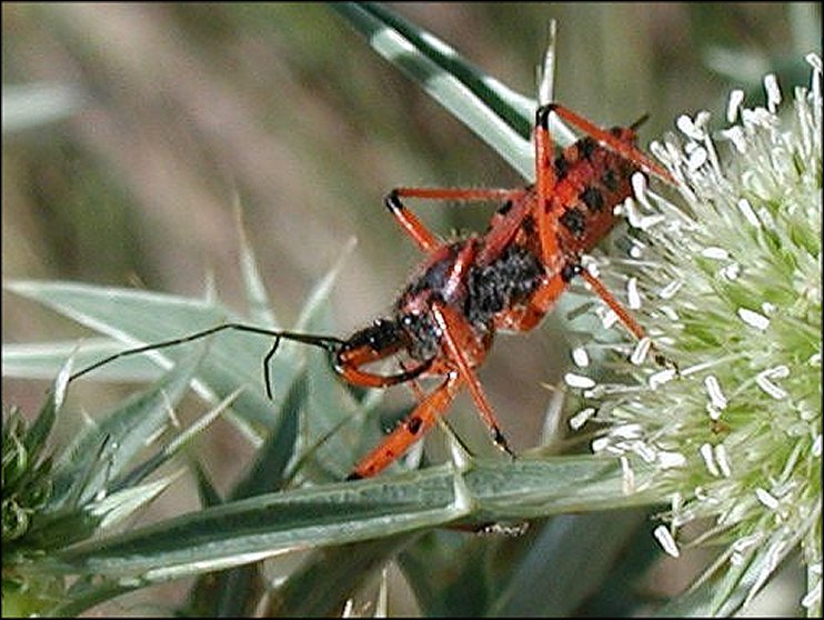 Rhynocoris iracundus 3