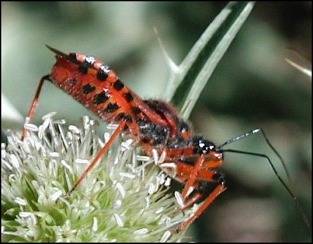 Rhynocoris iracundus 4
