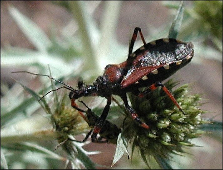 Rhynocoris iracundus 7